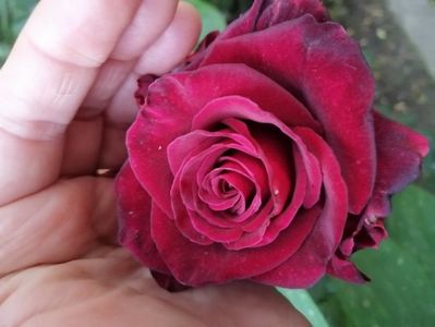 Black Baccara