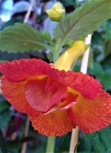 colectia mea de achimenes; O nuoa planta  ,prima floricica.
