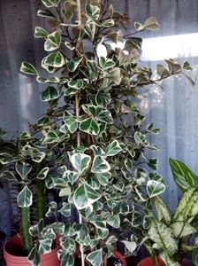 Ficus triangularis.