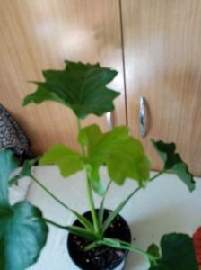 Filodendron