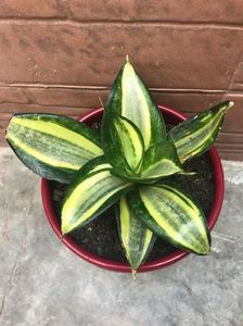 Sansevieria trifasciata Golden Hahnii