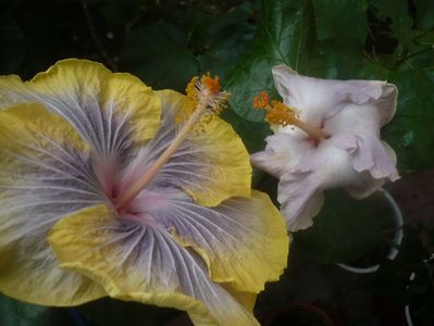 P1460231