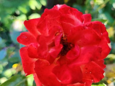 Trandafir cameleon galben-rosu