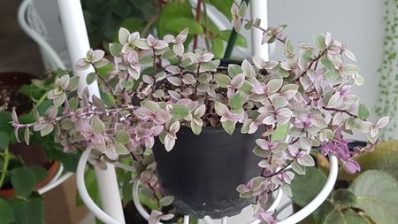 Calissia repens