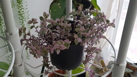 Calissia repens