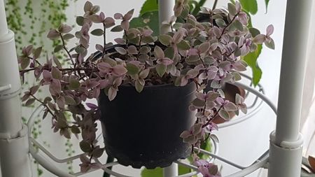 Calissia repens
