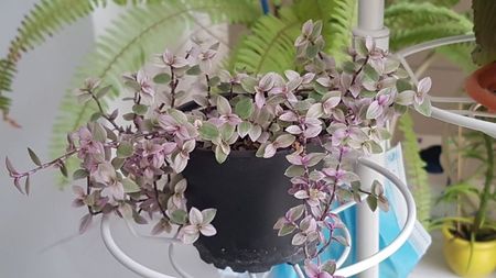 Calissia repens