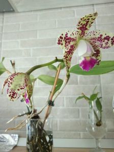 Swc..cattleya