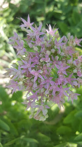 Sedum spectabile