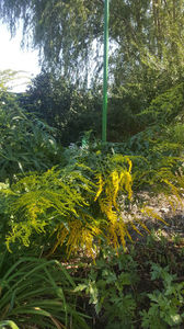 solidago canadensis