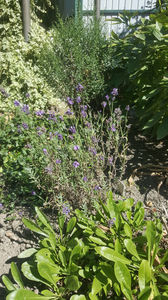 lavandula "hydcote blue"