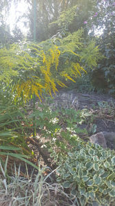 solidago canadensis