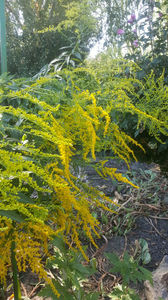 solidago canadensis