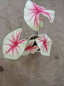 caladium  WHITE QUEEN