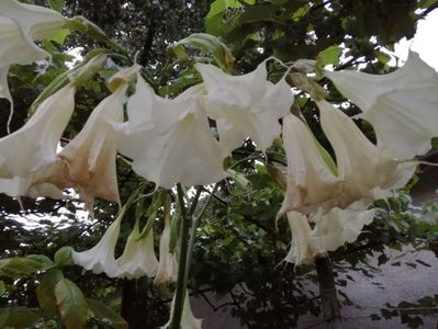 BRUGMANSIA