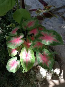 CALADIUM ROSEBUD