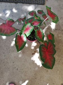 CALADIUM FREIDA HEMPLE