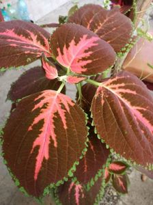 COLEUS