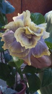 IMG-20200905-WA0012