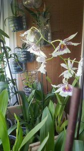 beallara "BigShot HiloSparkle"