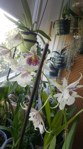 beallara "BigShot HiloSparkle"