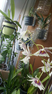 beallara "BigShot HiloSparkle"