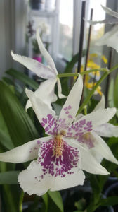 beallara "BigShot HiloSparkle"