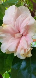 Classic pink