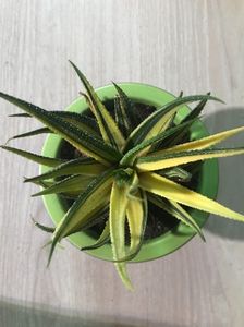 Haworthia Attenuata Variegata