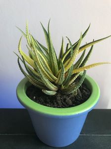 Haworthia Attenuata Variegata