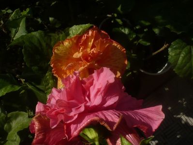 P1460318