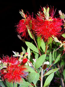 callistemon-spalator de sticle