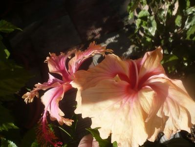 P1460392