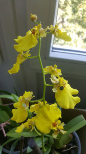 oncidium "SweetSugar"