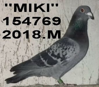 2018.154769.MIKI -++