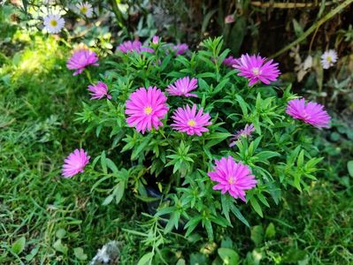 Aster violet