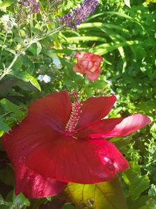 Hibiscus moscheutus