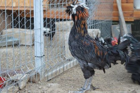 punk; hibrid paduana argintiu +cocos motat olandez albastru
