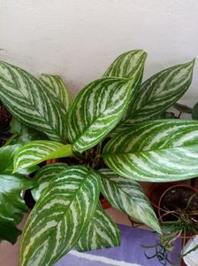 Aglaonema Stripes