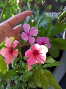 Vinca