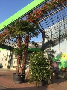 intrarea in magazin; In fiecare an cu muscate!
