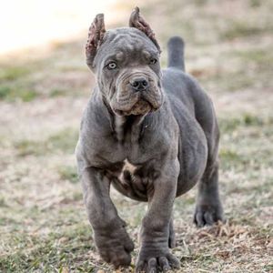 buy-cane-corso-in-nottingham-and-cane-corso-puppies-for-sale-in-UK-England
