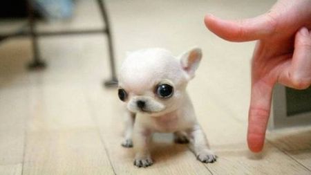 4445210-tiny-dog-1534837181-728-6a5b6b6bad-1535004015