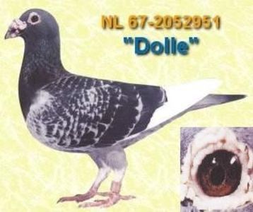 grotefond2.1-3193_dolle