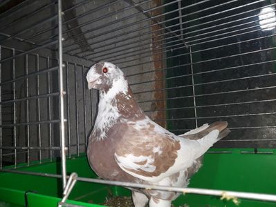 Vanduta