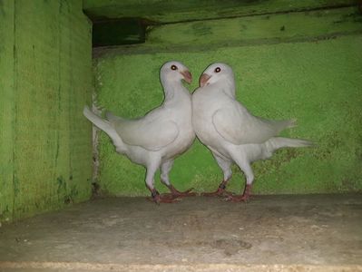 Vanduti
