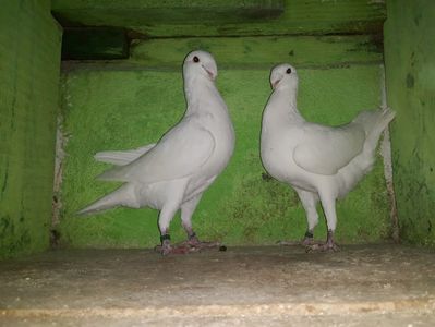 Vanduti