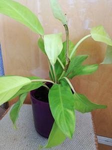 Philodendron Malay Gold