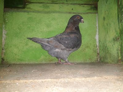 Vanduta