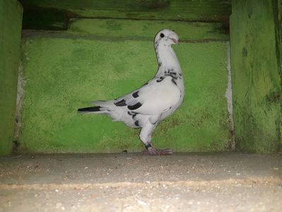 Vandut